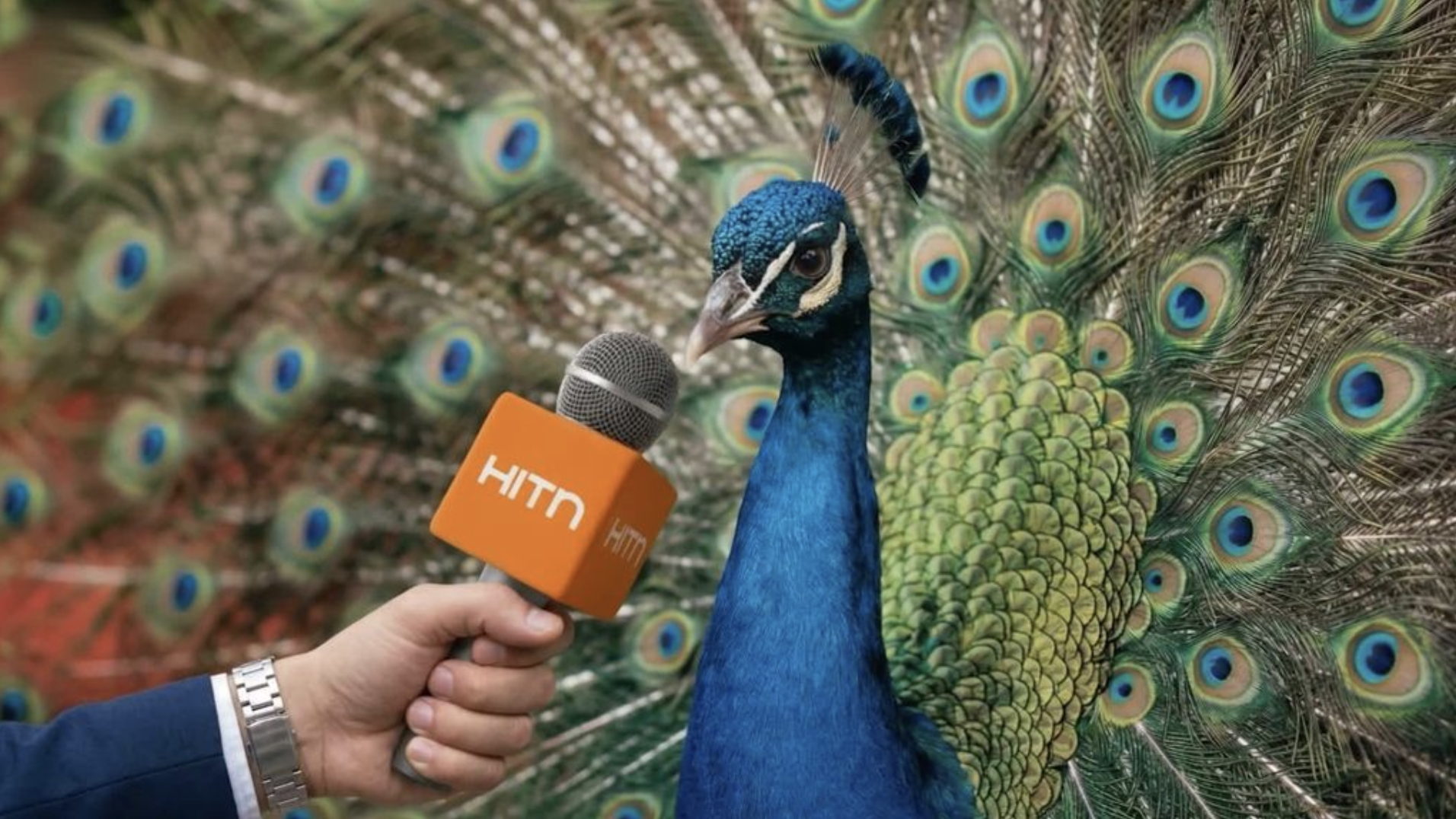 Pavo real en la alfombra roja